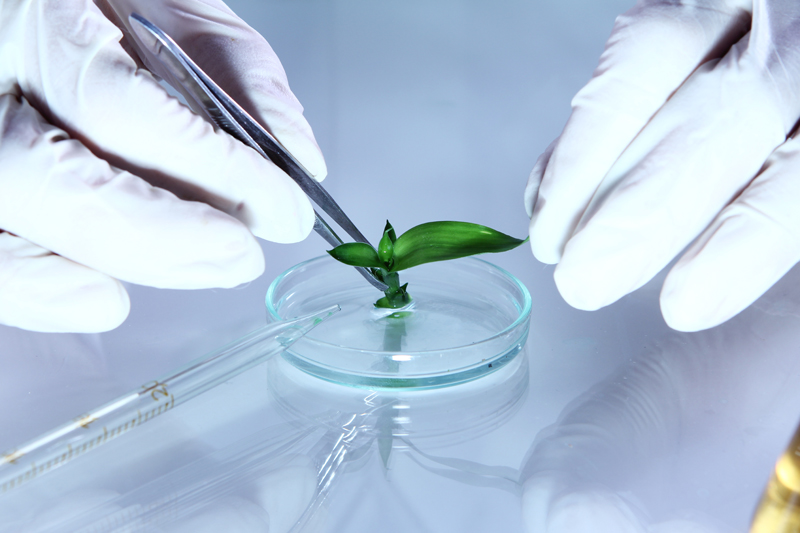 Science experiment with plant leaves in laboratory