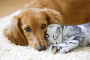 犬と猫がリラックスして寝ている